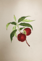 The Nature's Fruits in Miniature Painting - Image 3