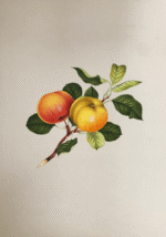 The Nature's Fruits in Miniature Painting - Image 2