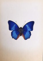 The Beautiful Butterflies in Miniature Painting - Image 2