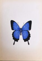 The Beautiful Butterflies in Miniature Painting - Image 6
